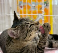 はぴお