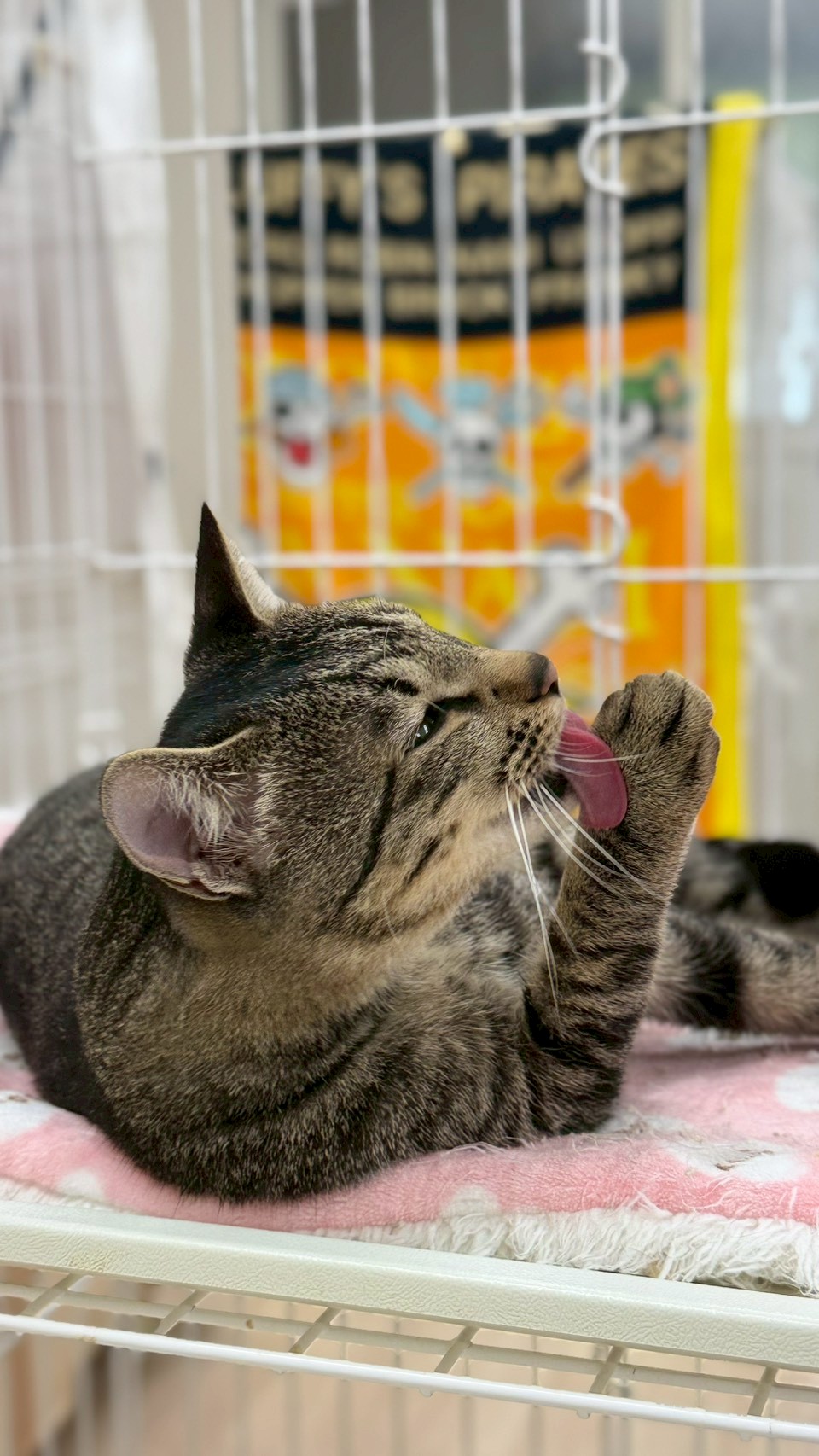 はぴお