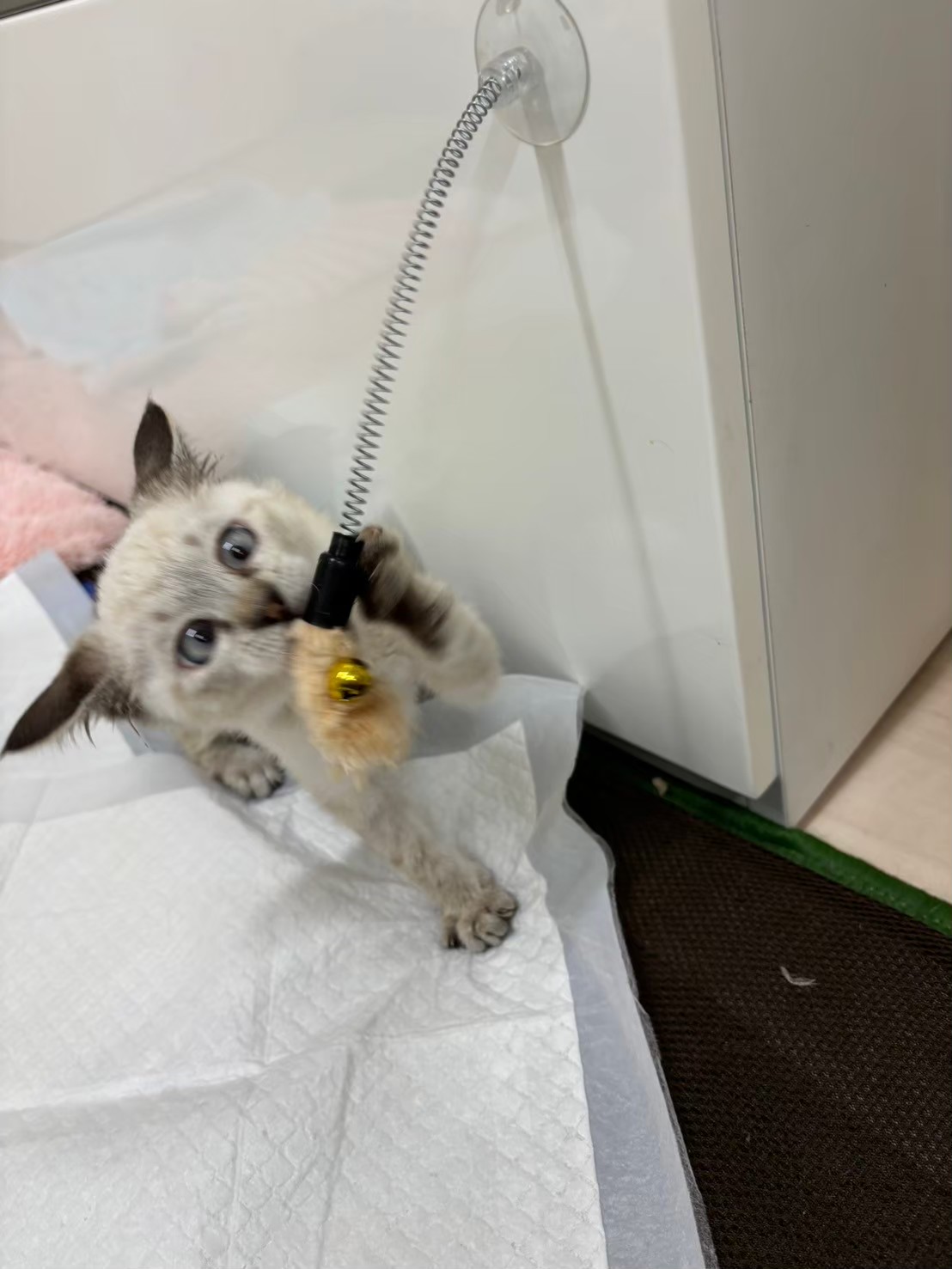 小太郎※只今、治療中のため飼い主さん募集はしておりません。