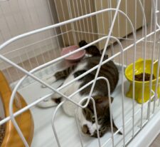 ヘンリー