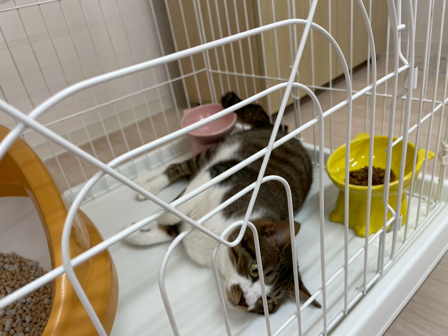 ヘンリー