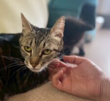 かりん※只今、授乳中のため子猫達が離乳後の譲渡となります