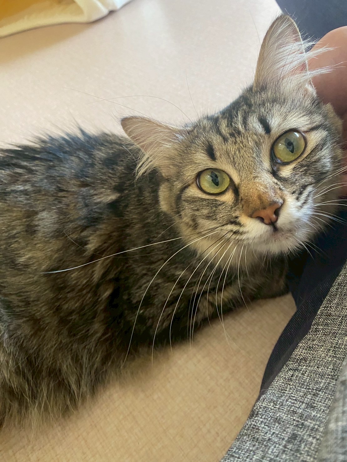 ぼたん※只今、授乳中のため子猫達が離乳後の譲渡となります