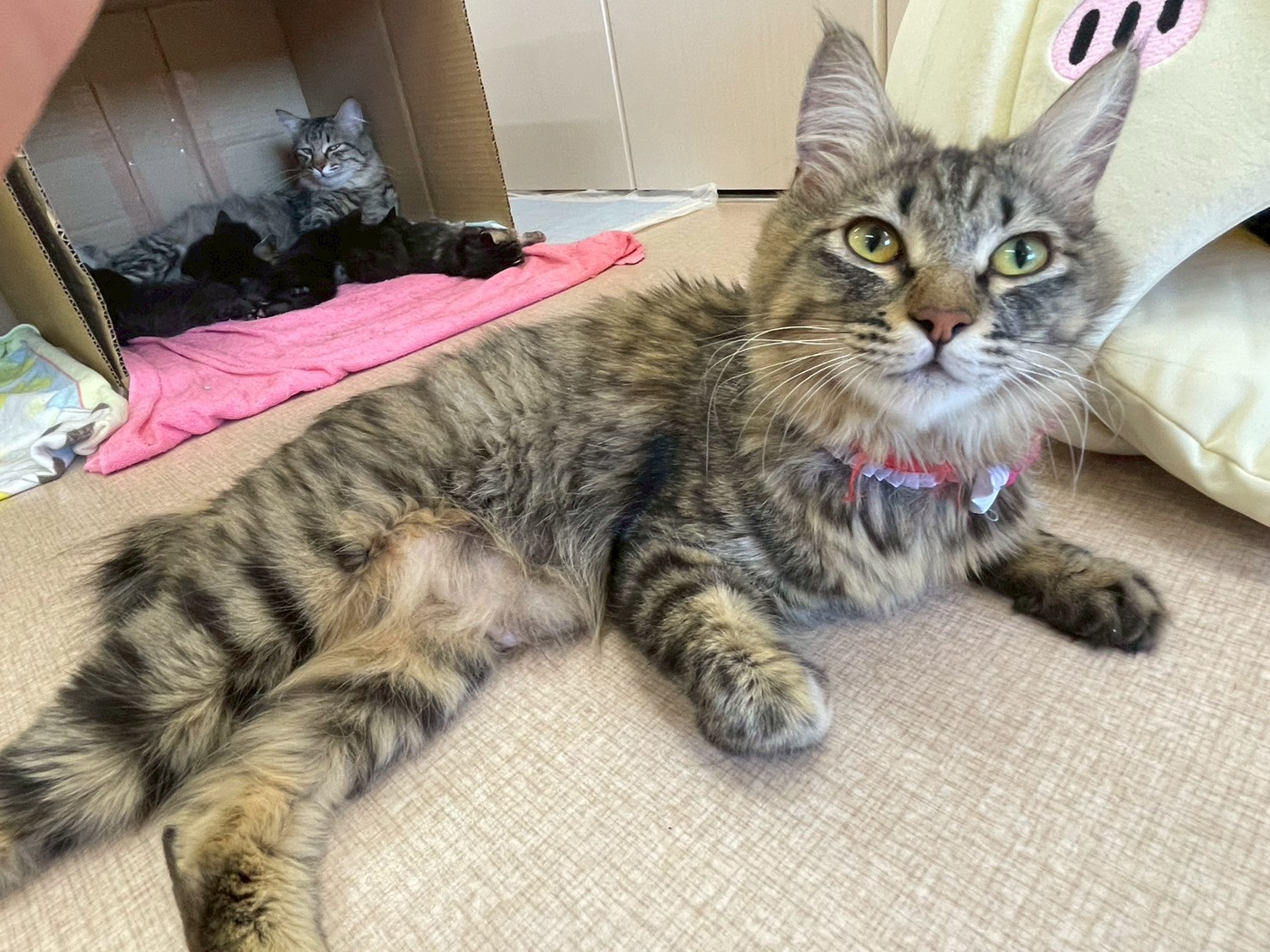 りぼん※只今、授乳中のため子猫達が離乳後の譲渡となります