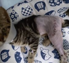 永吉※只今、治療中のため飼い主さん募集はしておりません。