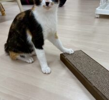 なな