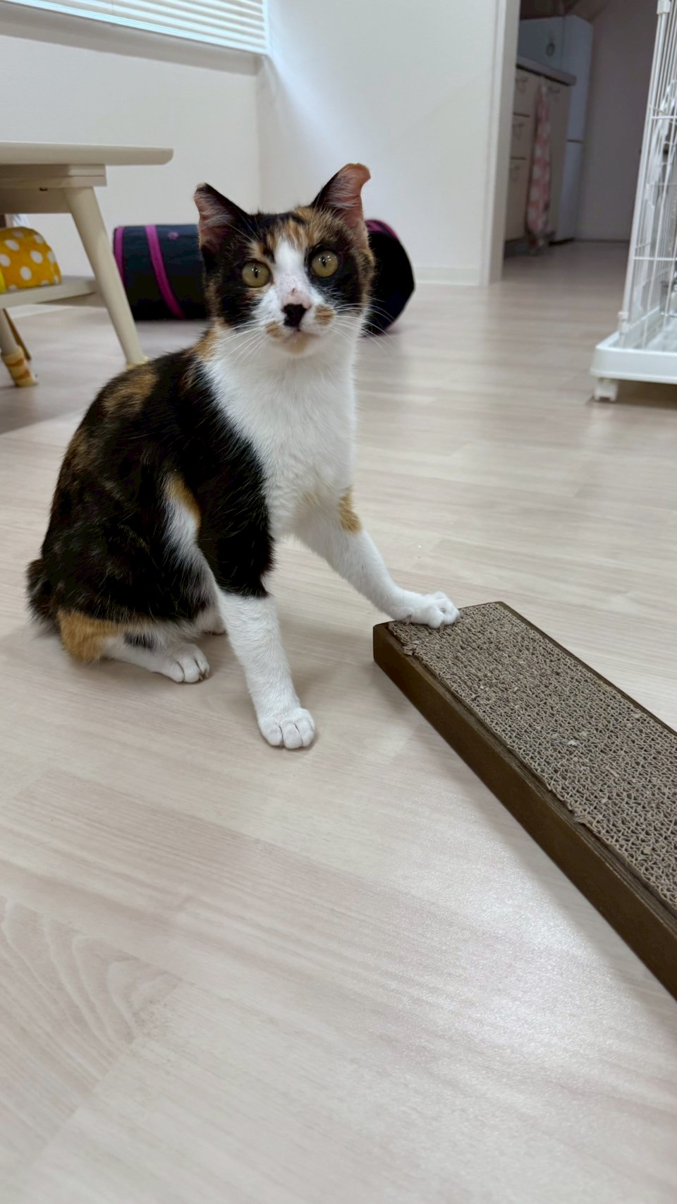 なな