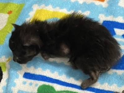 くぅちゃん