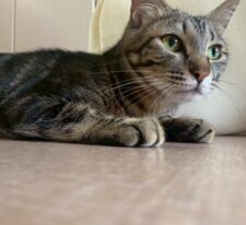かりん※只今、授乳中のため子猫達が離乳後の譲渡となります