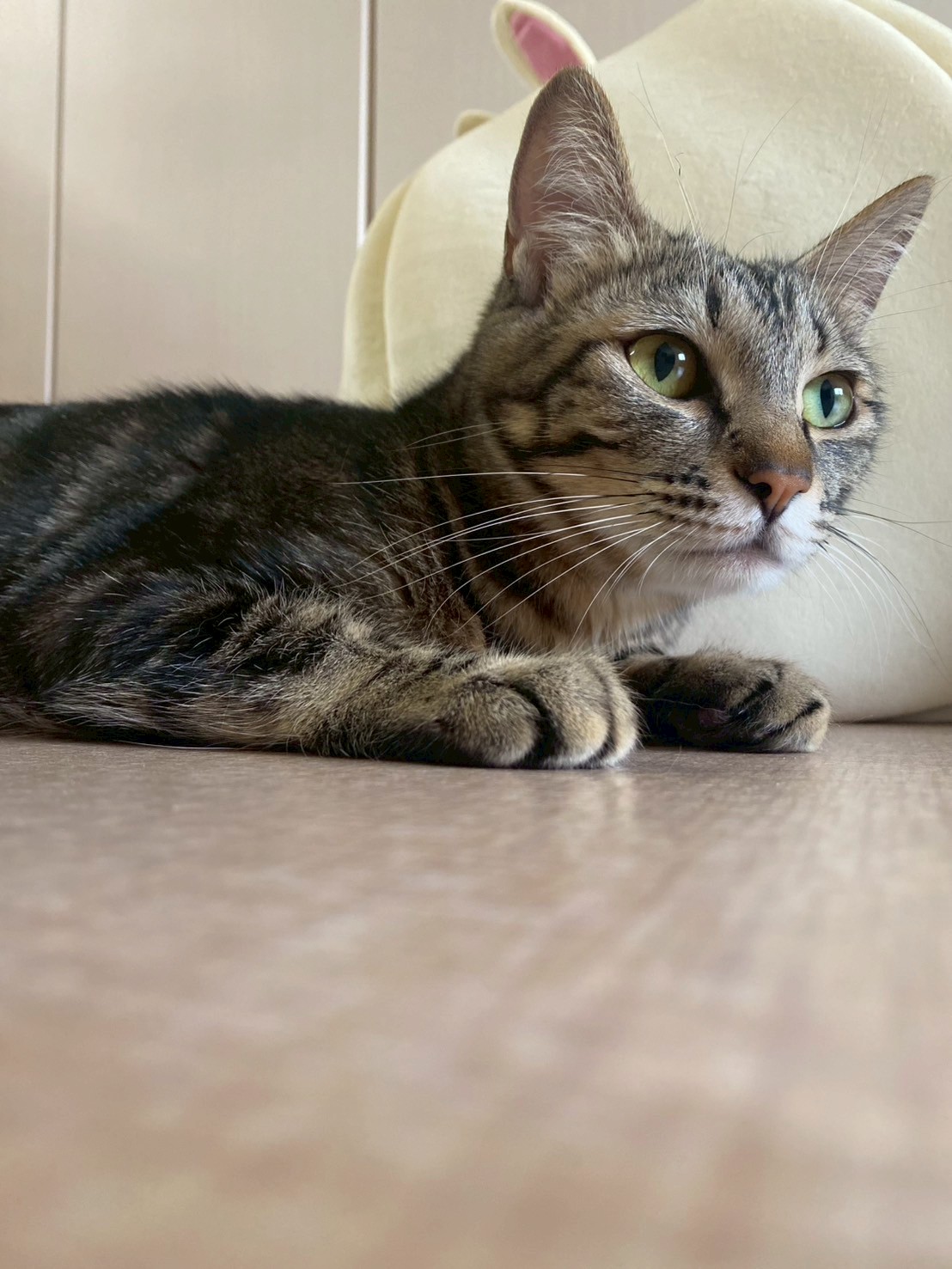 かりん※只今、授乳中のため子猫達が離乳後の譲渡となります