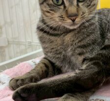 はぴお