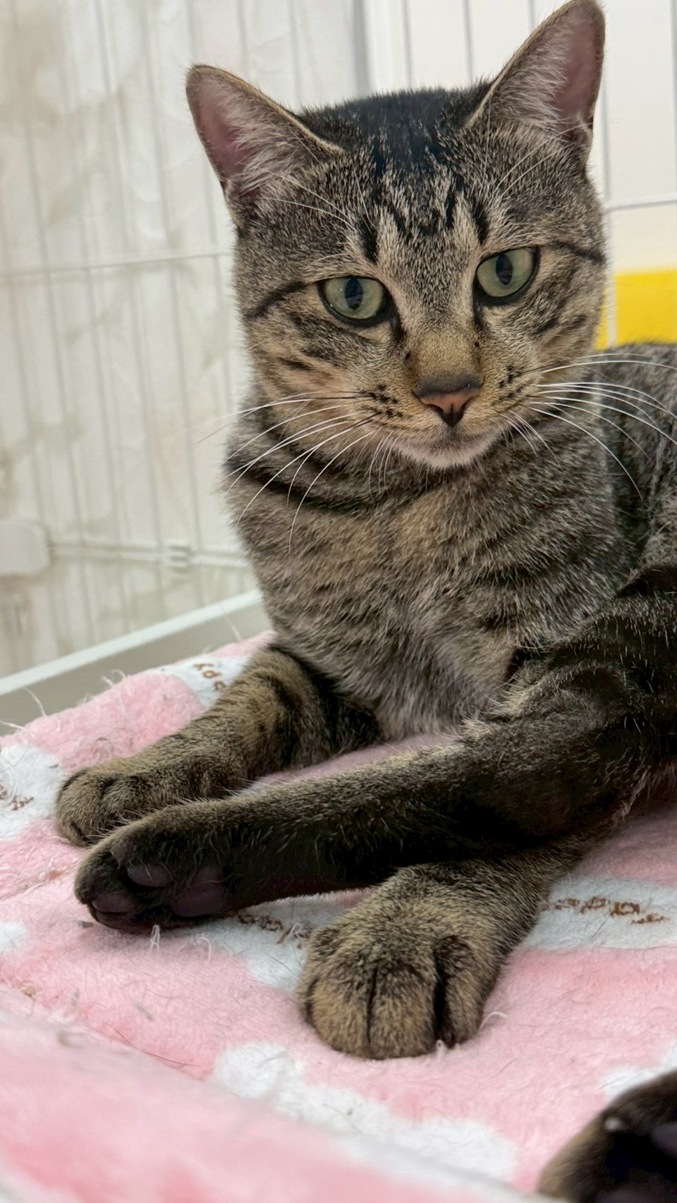 はぴお