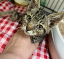 永吉※只今、治療中のため飼い主さん募集はしておりません。