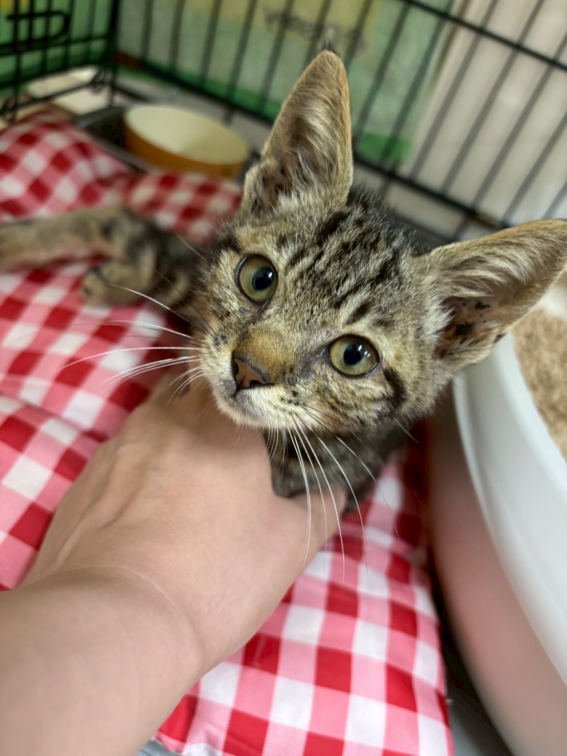 永吉※只今、治療中のため飼い主さん募集はしておりません。