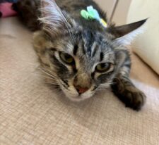 りぼん※只今、授乳中のため子猫達が離乳後の譲渡となります
