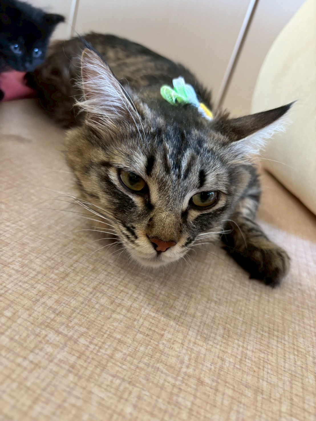 りぼん※只今、授乳中のため子猫達が離乳後の譲渡となります