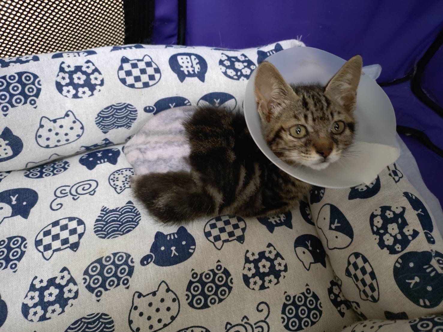永吉※只今、治療中のため飼い主さん募集はしておりません。