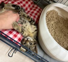永吉※只今、治療中のため飼い主さん募集はしておりません。