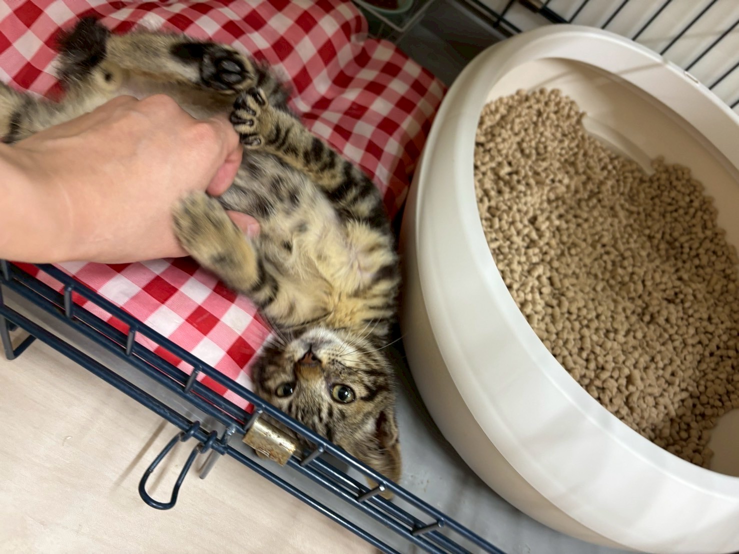 永吉※只今、治療中のため飼い主さん募集はしておりません。