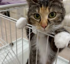さくら