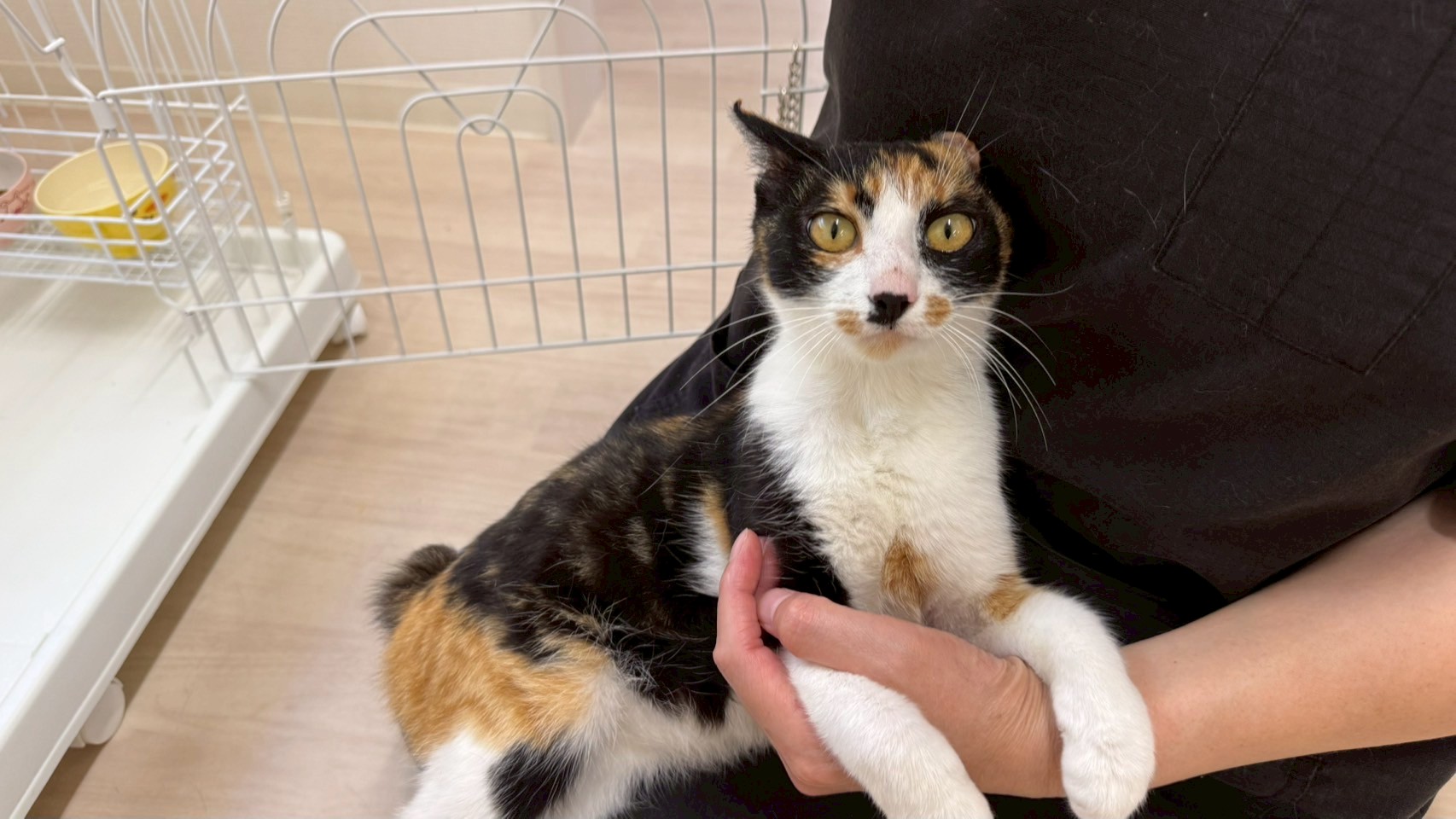 なな