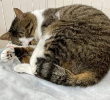 ヘンリー