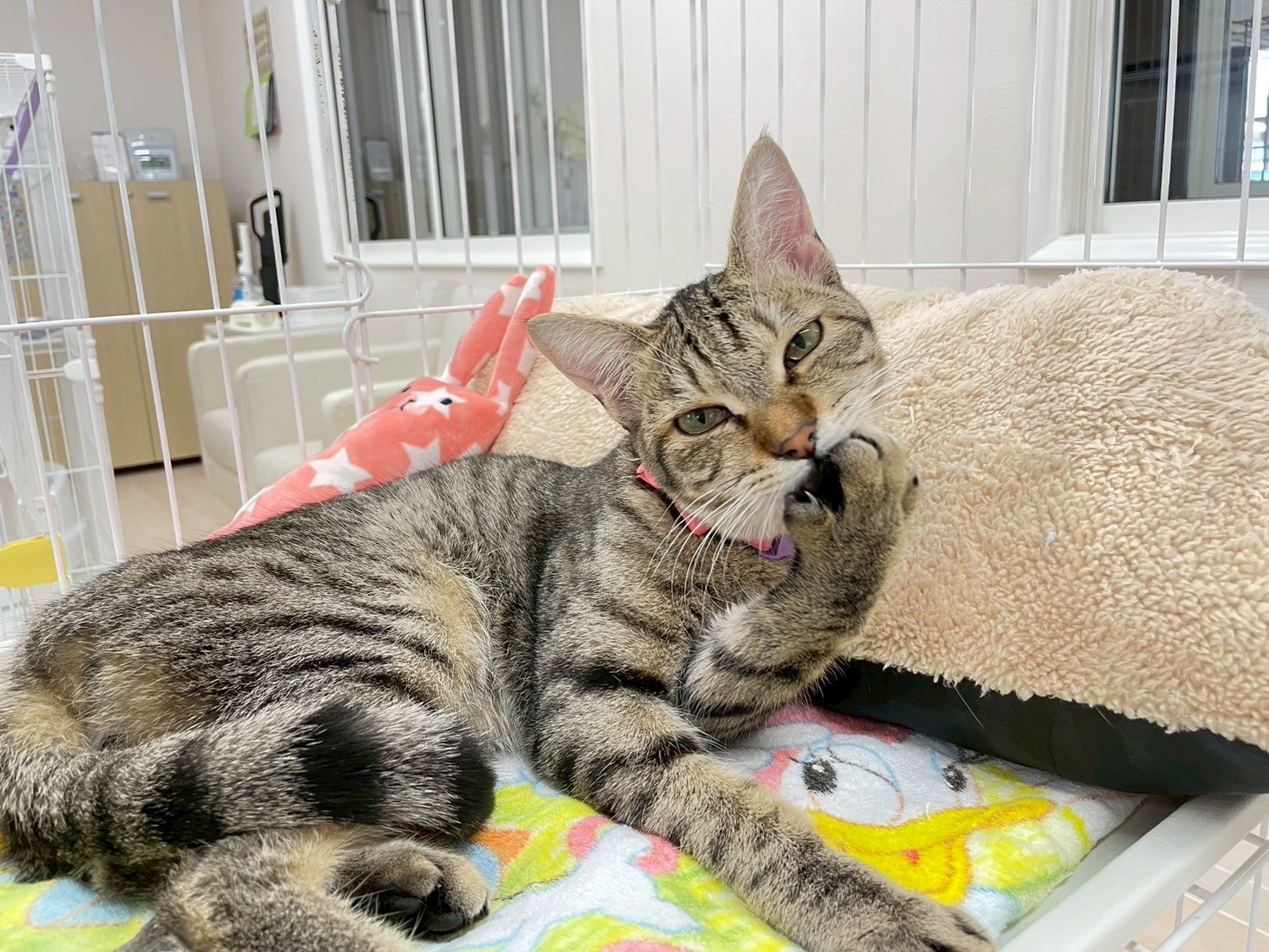 しゅんた