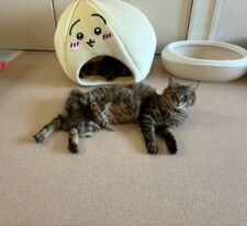 ぼたん※只今、授乳中のため子猫達が離乳後の譲渡となります