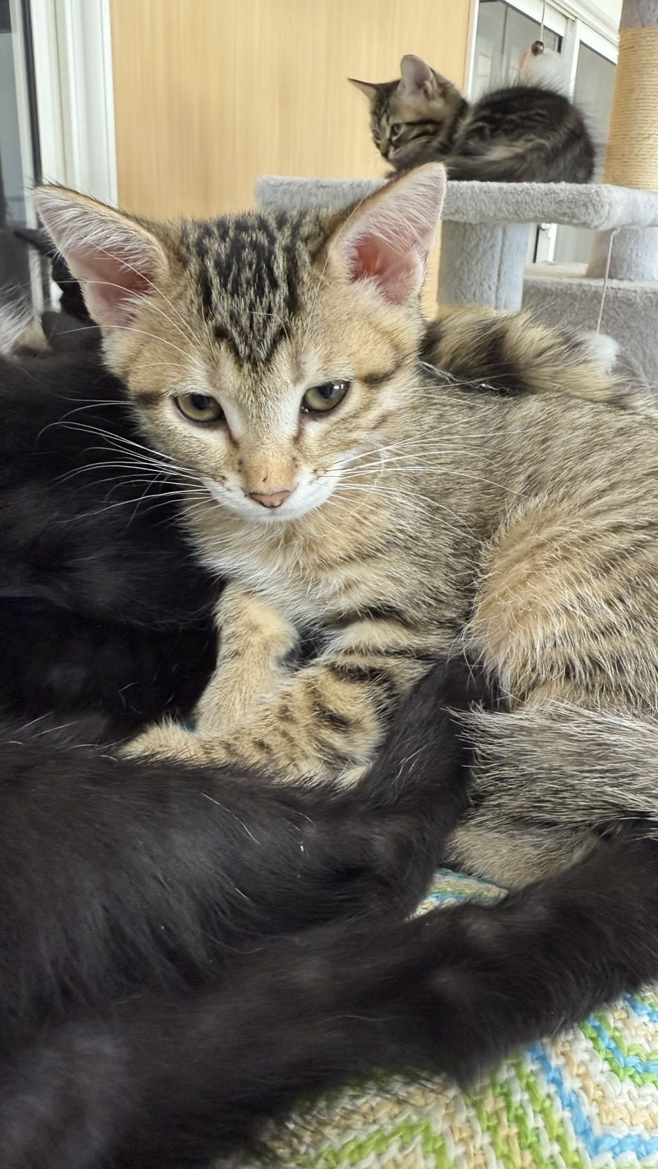 ぼたん子猫④