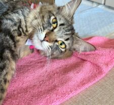 りぼん※只今、授乳中のため子猫達が離乳後の譲渡となります