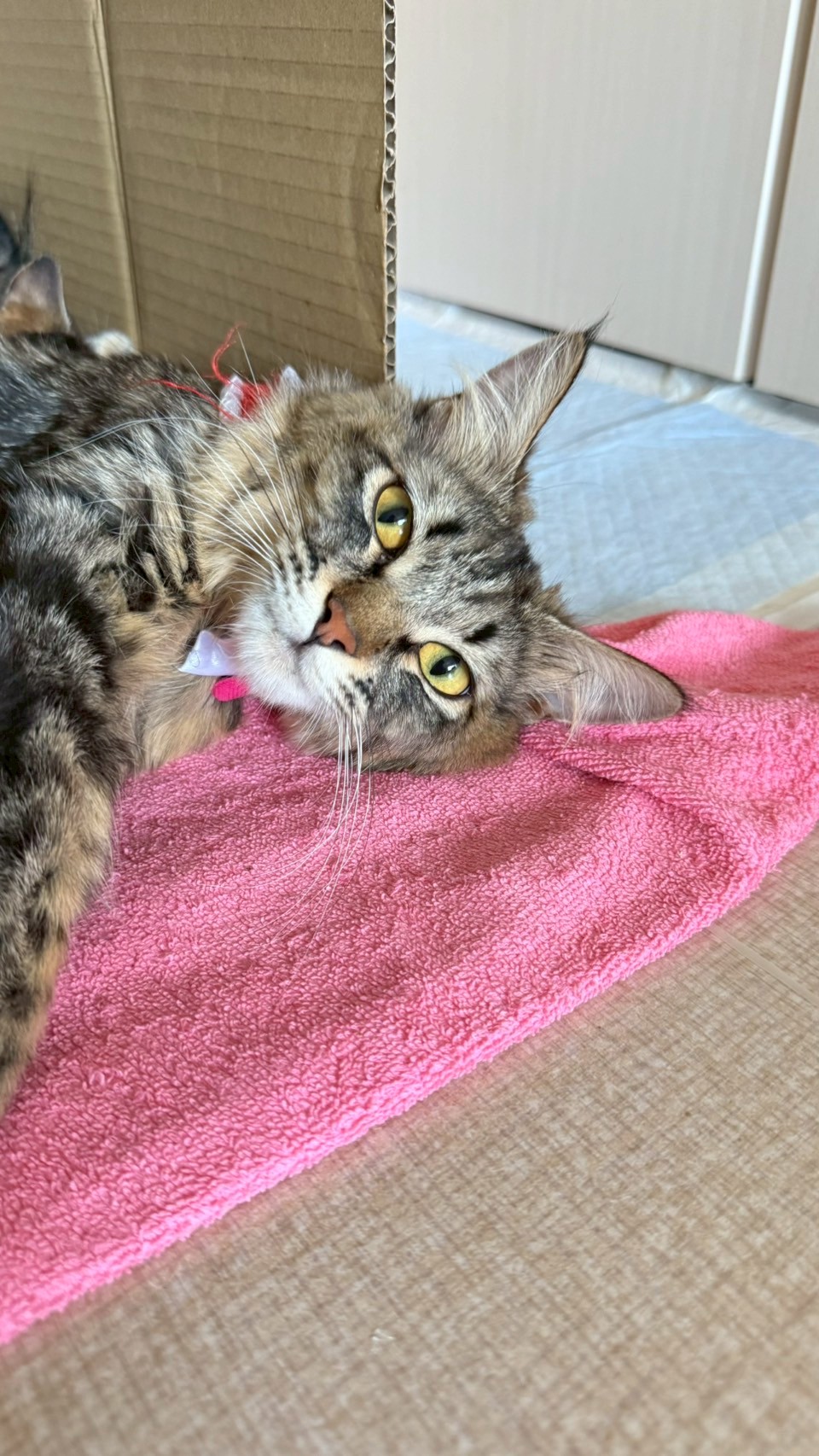 りぼん※只今、授乳中のため子猫達が離乳後の譲渡となります