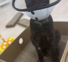 たんご