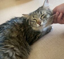ぼたん※只今、授乳中のため子猫達が離乳後の譲渡となります