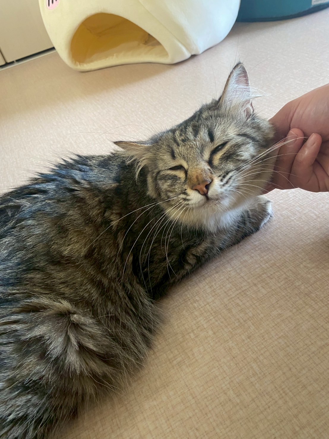 ぼたん※只今、授乳中のため子猫達が離乳後の譲渡となります