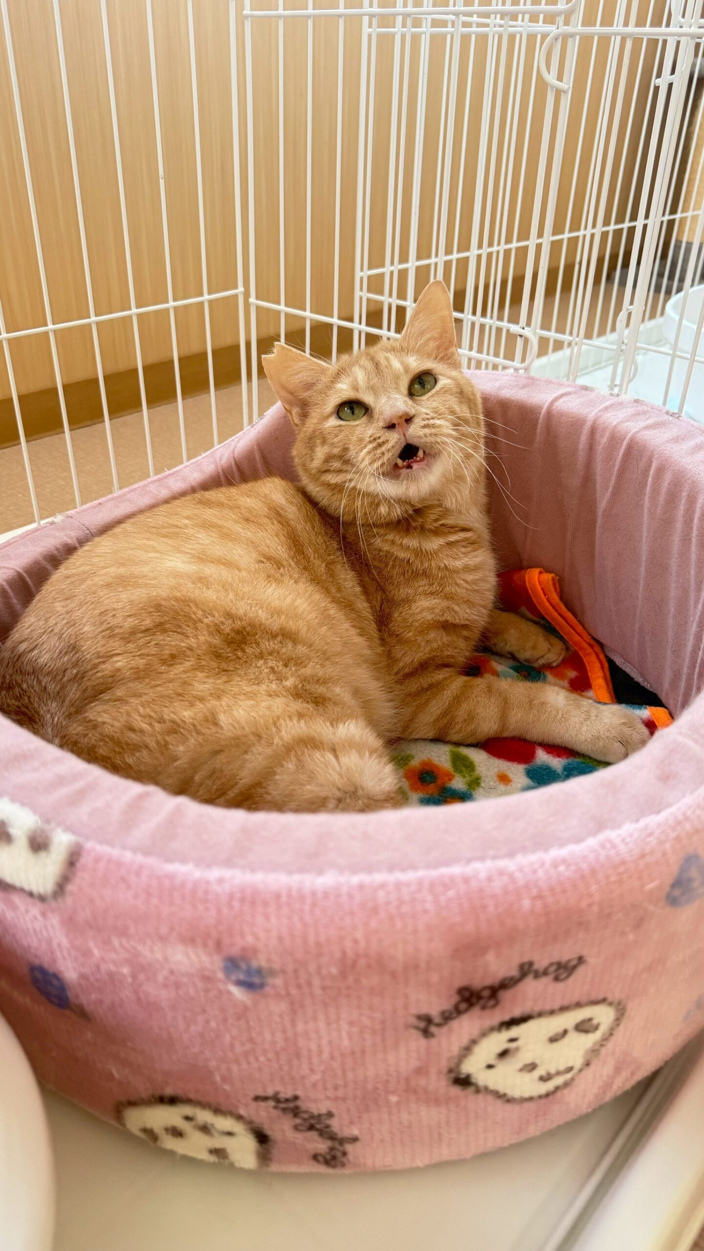 桃李（とうり）