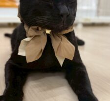 おはぎ
