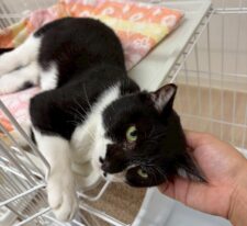 しらたま