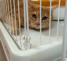 桃李（とうり）