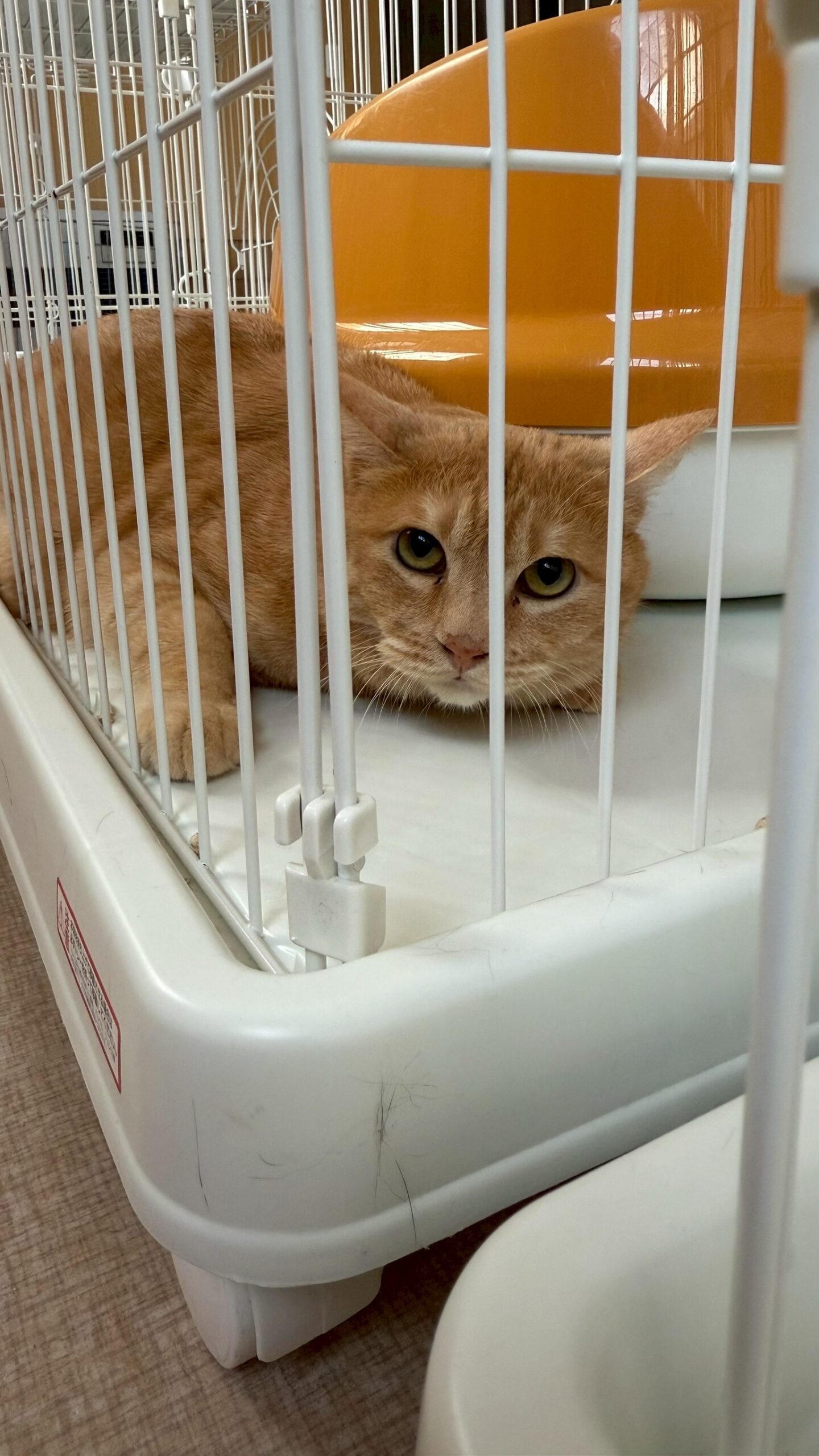 桃李（とうり）