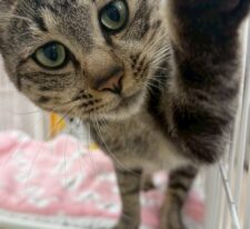 はぴお