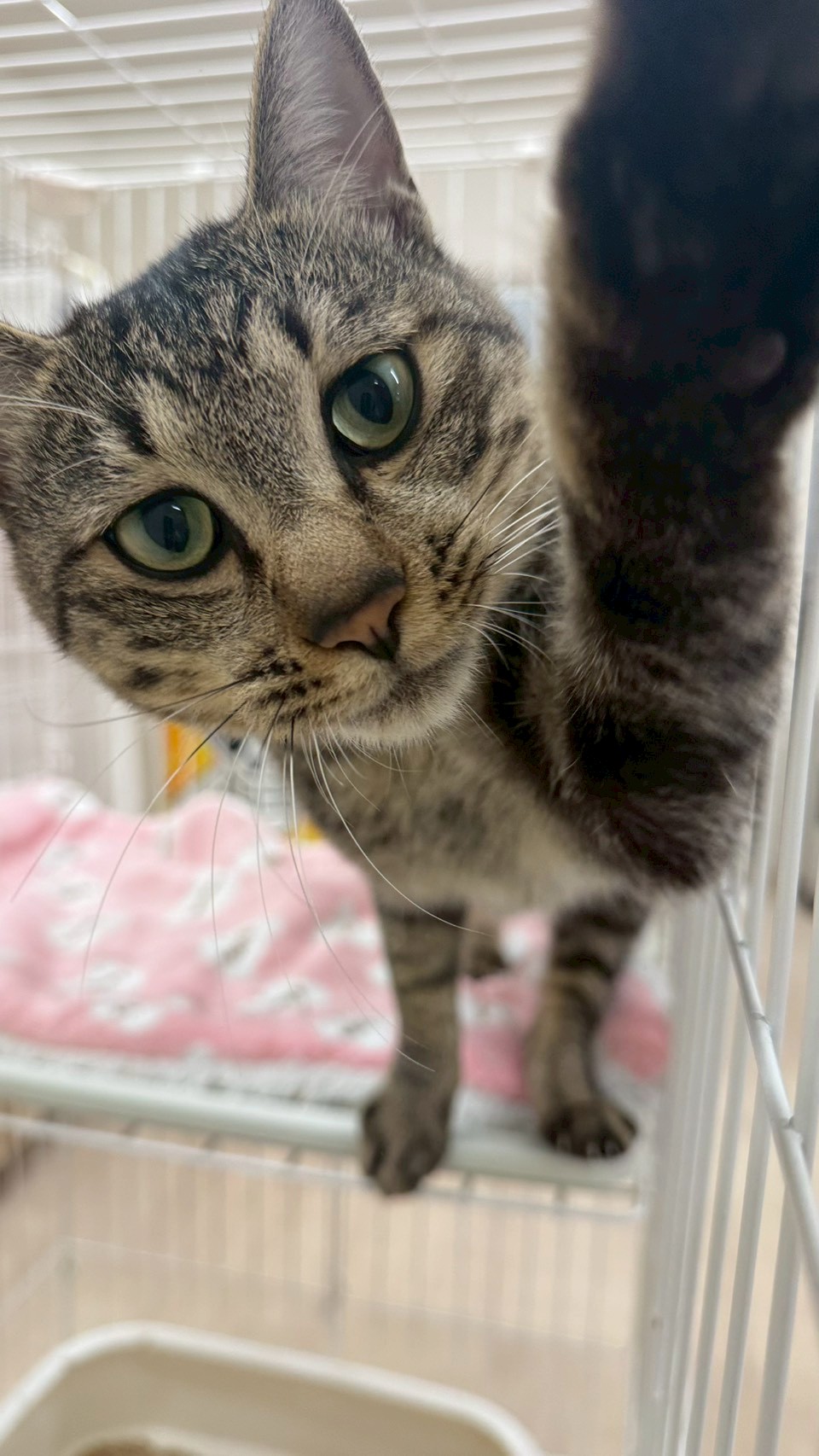 はぴお