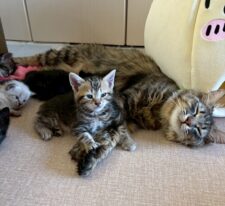 りぼん※只今、授乳中のため子猫達が離乳後の譲渡となります