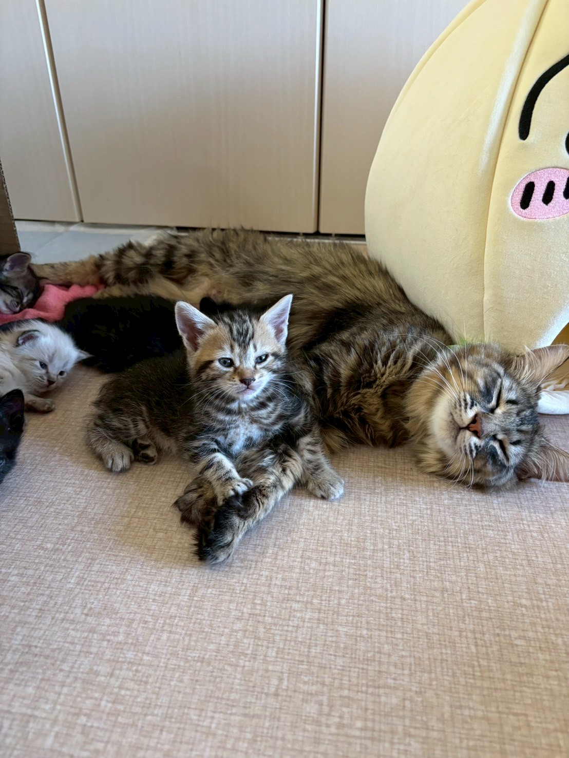 りぼん※只今、授乳中のため子猫達が離乳後の譲渡となります