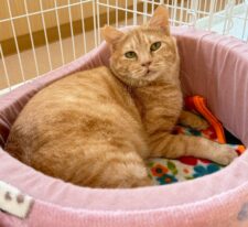 桃李（とうり）