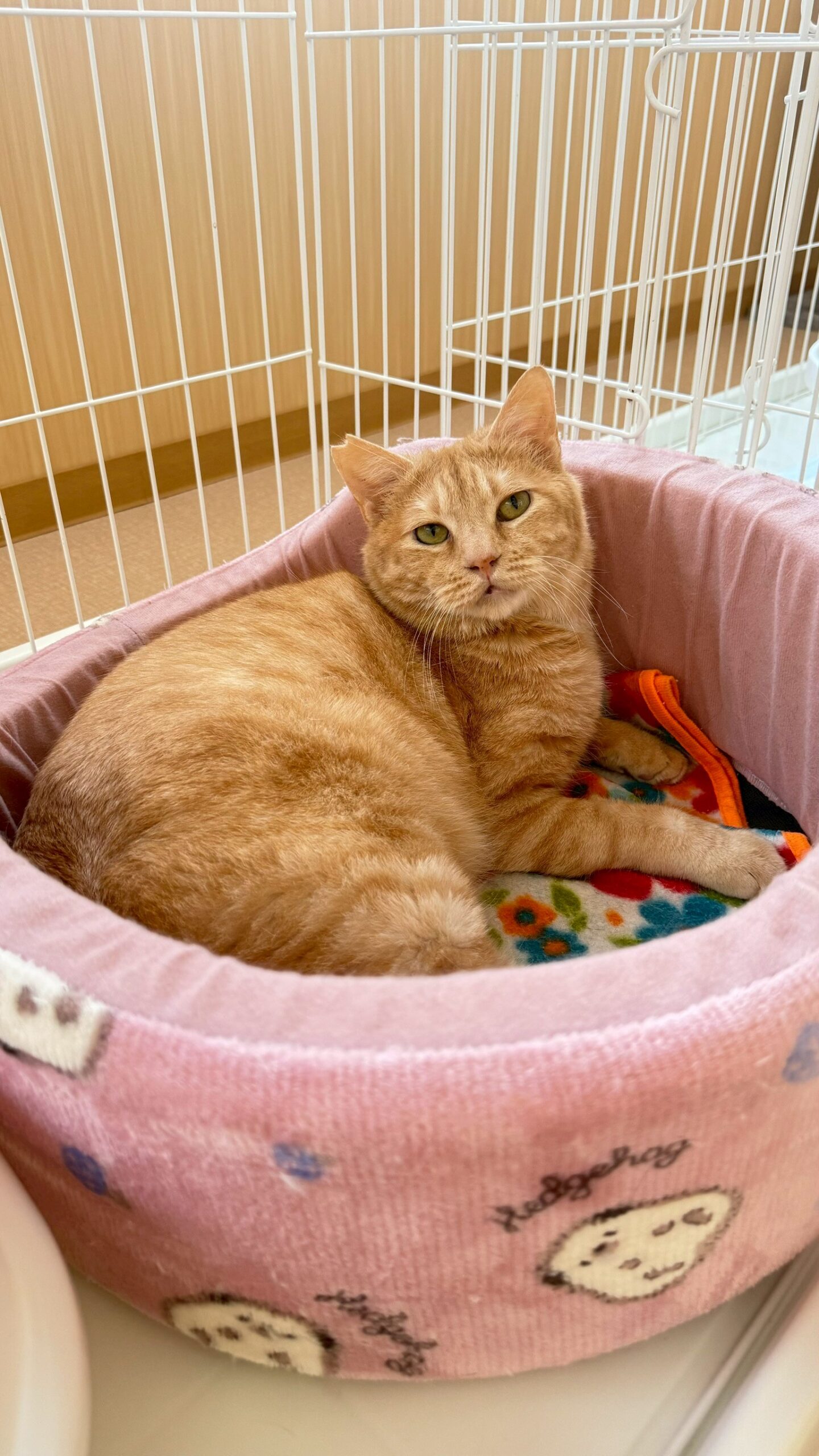 桃李（とうり）