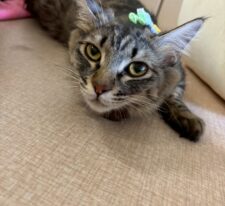 りぼん※只今、授乳中のため子猫達が離乳後の譲渡となります