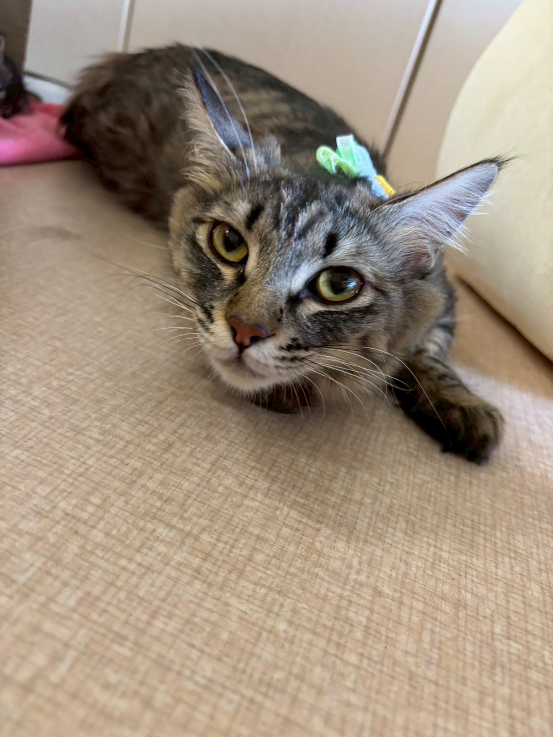 りぼん※只今、授乳中のため子猫達が離乳後の譲渡となります