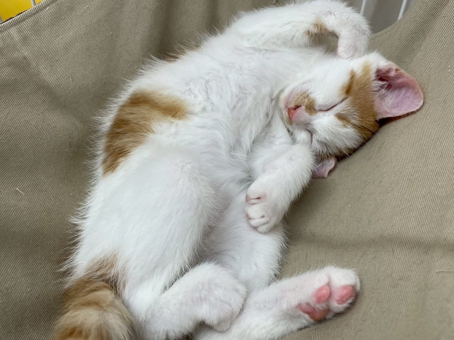 なな子猫白茶