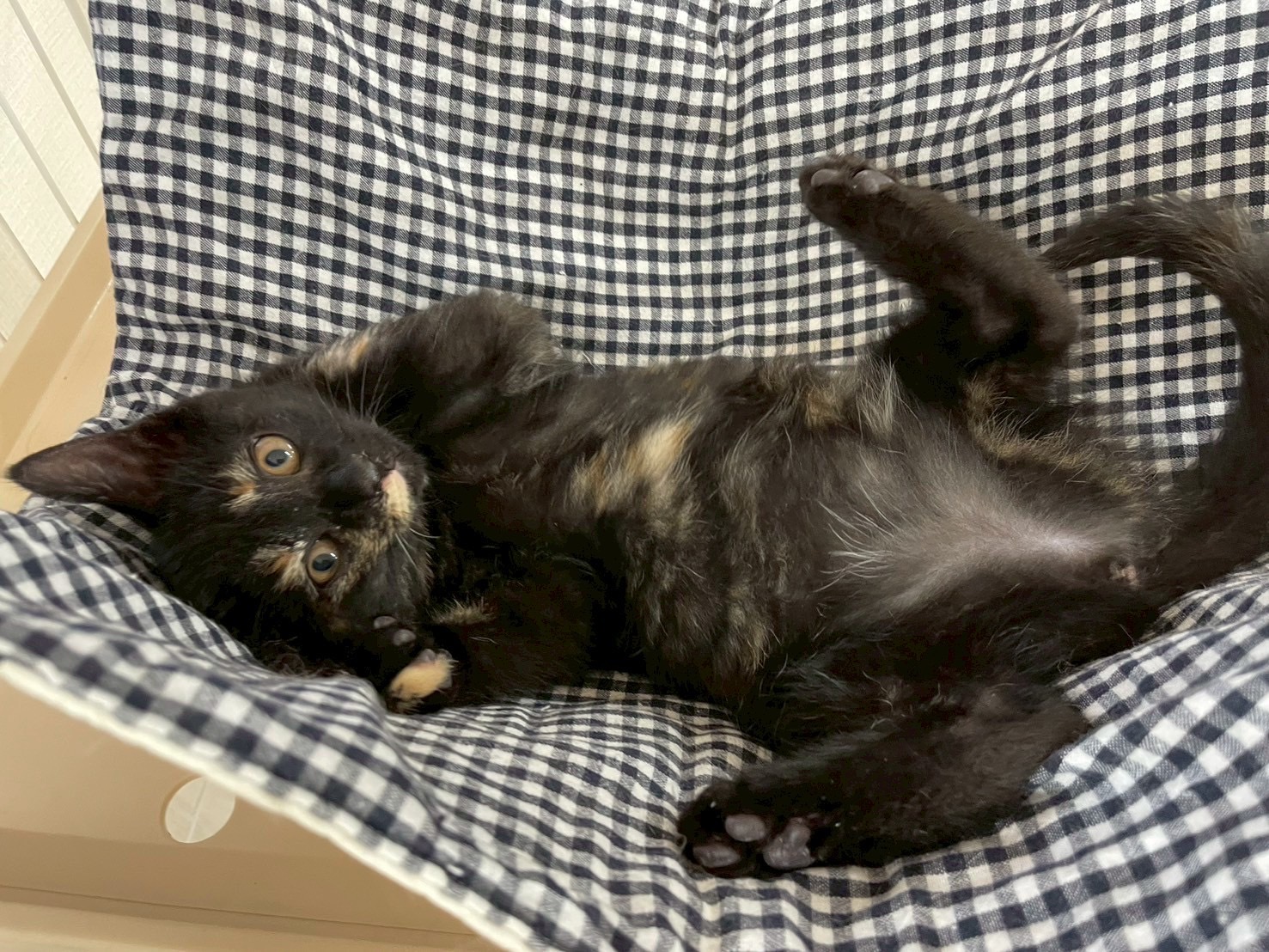 なな子猫黒茶サビ