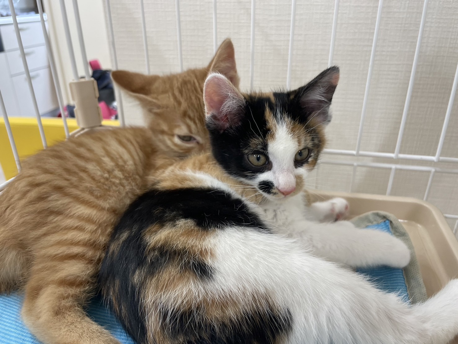 なな子猫三毛